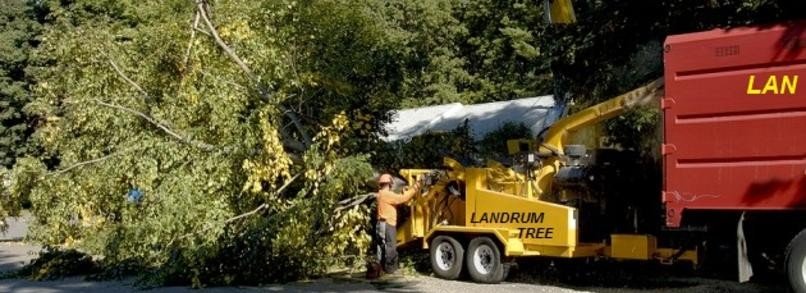 Company removing tree from clients backyard