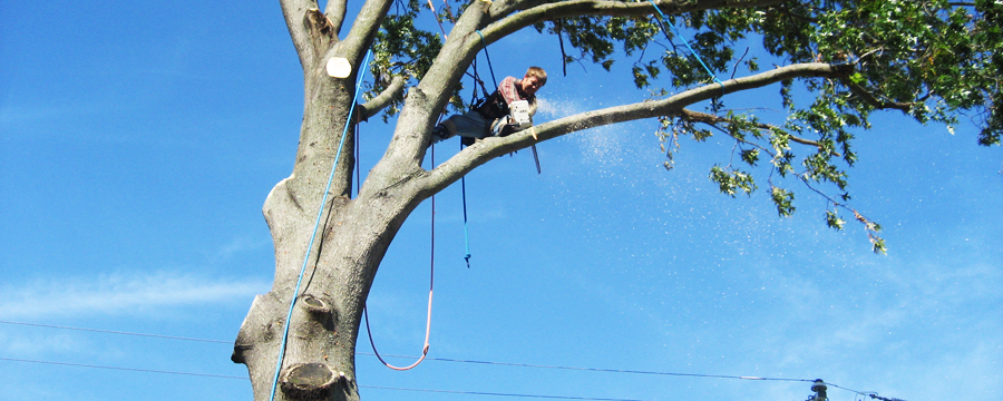 Tree removal trimming pruning contractor insurance